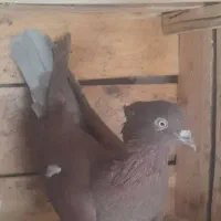 پرشی و خوش خال|پرنده|قم, آزادگان|دیوار