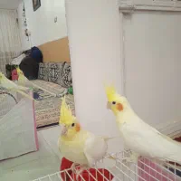 عروس هلندی|پرنده|مشهد, شهید معقول|دیوار