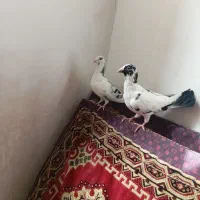 کبوتر