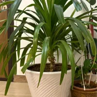 گل پاندانوس|گل و گیاه طبیعی|تبریز, |دیوار