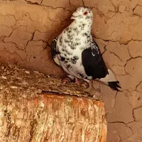 سینه سفید