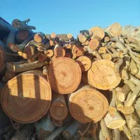 خرید چوب اکالیپتوس با بالاترین قیمت