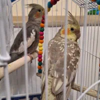 عروس هلندی(جفت)