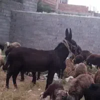 الاغ اسب ماده اسب قاطرالاغ رادیکالی گوسفندی