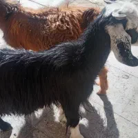 بزغاله فروشی