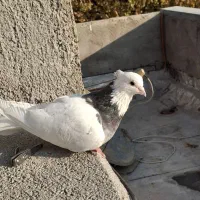 سلام یک عدد طوقی سیاه بدون هیچ پر اضافه|پرنده|شال, |دیوار