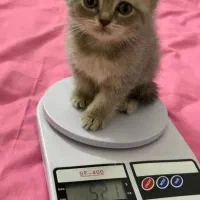 فروش گربه بچه اسکاتیش بریتیش ماده|گربه|گرگان, |دیوار