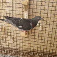جفت پلاکی.        کبوتر.   کفتر