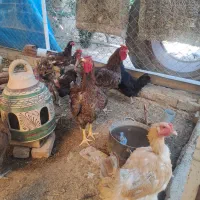 خروس ویاندوز