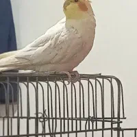 عروس هلندی نر لوتینو