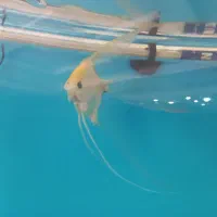 ماهی انجل سوپر باله وارداتی|ماهی|پردیس, فاز ۸|دیوار