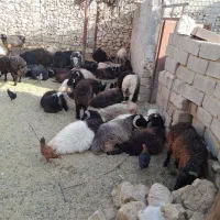 بره (گوسفند) نر