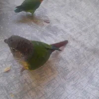 پرنده گمشده
