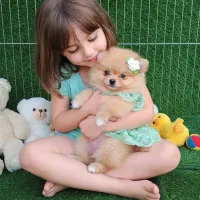 سگ پامر از پنج میلیون داریم