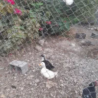 مرغ وپرندگان|پرنده|جم, |دیوار