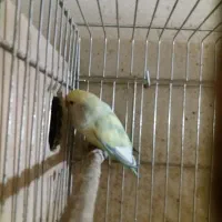 جفت مولد طوطی برزیلی|پرنده|پردیس, شهرک صنعتی خرمدشت فاز ۷|دیوار