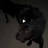 سگ.کنکورسو.کن کورسو