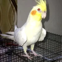 عروس هلندی ماده چشم شرابی