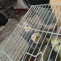 طوطی گرینچینگ و عروس هلندی|پرنده|بیرجند, |دیوار