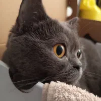 بیریتیش شجره دار