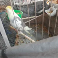 ۲ عددعروس هلندی نر سخنگو