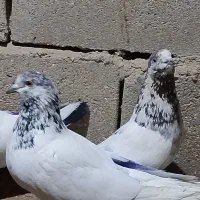 کبوتر گره|پرنده|قشم, |دیوار