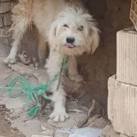 سگ شیتزو|سگ|یزد, |دیوار