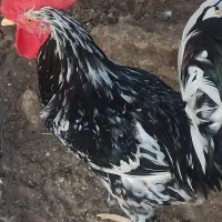 تخم مرغ گلین|حیوانات مزرعه|برازجان, |دیوار