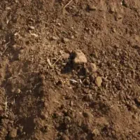 باغبانی|عمده‌فروشی|لردگان, |دیوار