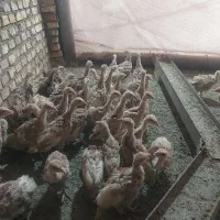 فروش‌جوجه بوقلمون ولاری،برهما ومرندی وآمروک