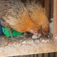 جوجه مرغ وجوجه خروس سه ماهه