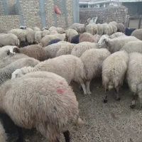 گوسفند داشتی|حیوانات مزرعه|دره شهر, |دیوار