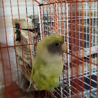 طوطی برزیلی|پرنده|سوسنگرد, |دیوار