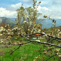 فروش و معاوضه باغچه 1100متری طالقان روستای انگه ه|فروش خانه و ویلا|طالقان, |دیوار