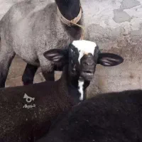 بره قوچ چندقلوزا