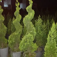 انواع گل گیاه و کاج لاوسون|خدمات باغبانی و درختکاری|اردبیل, |دیوار