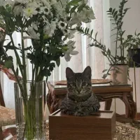 یک گربه دست آموز
