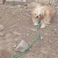 سه قلاده سگ|سگ|بم, |دیوار