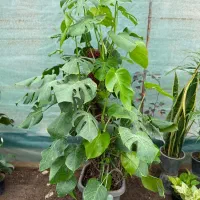 انجیری سایز بزرگ