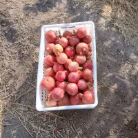 انار موجود است