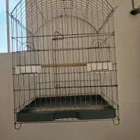 قفس و لانه عروس نر لوتینو