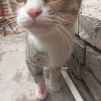 واگذار گربه فقط فقط امروز