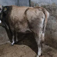 دوتا گاو ابستن|حیوانات مزرعه|لاجان, |دیوار