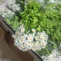 بوته های مصنوعی وارداتی|گل مصنوعی|قم, باجک یک|دیوار