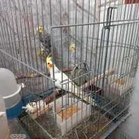 عروس هلندی از یک روز تا بالق|پرنده|نورآباد, |دیوار