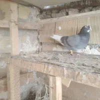 کبوتر پرشی نر شازده