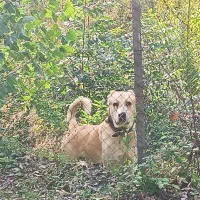 واگذاری سگ الابای سرابی