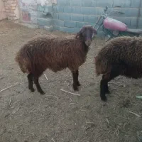بره
