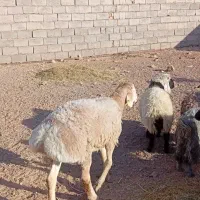 فروش بره نر چینی تیغدر