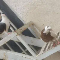 دوعدد کبوتر رنگی نر
